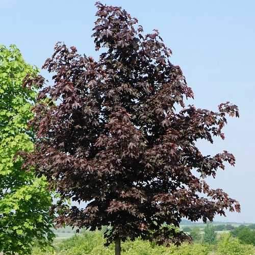 Acer platanoides Royal Red - Future Forests