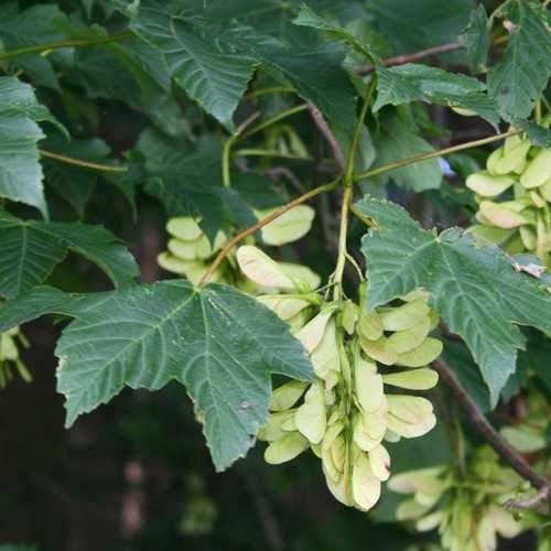 Acer pseudoplatanus - Sycamore - Future Forests