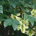 Acer pseudoplatanus - Sycamore 4-5ft Bareroot