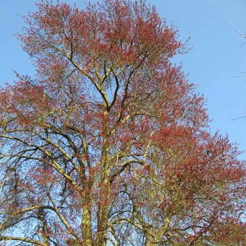 Acer rubrum - Canadian Maple - Future Forests