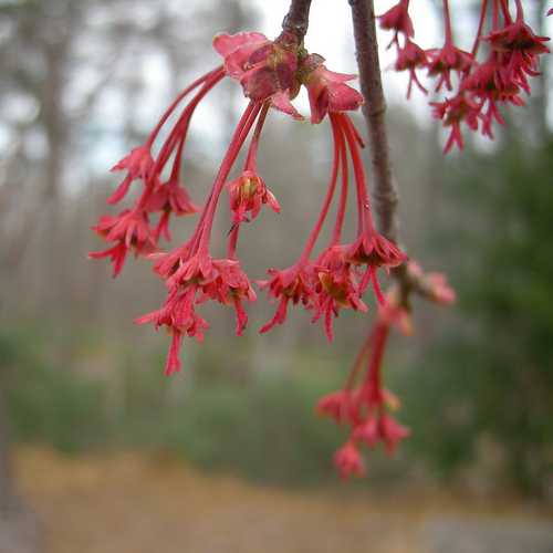 Acer rubrum - Canadian Maple - Future Forests