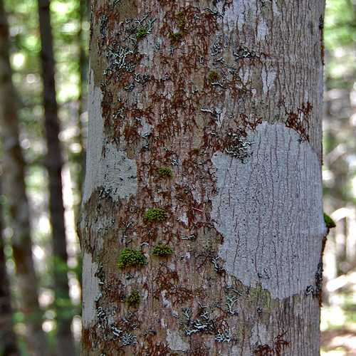 Acer rubrum - Canadian Maple - Future Forests