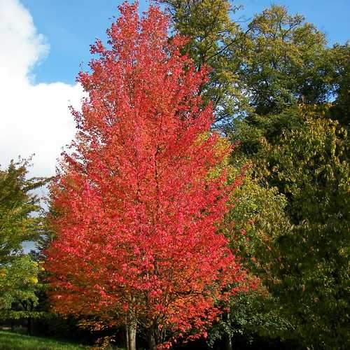 Acer rubrum - Canadian Maple - Future Forests