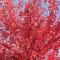 Acer rubrum Fairview Flame - Future Forests