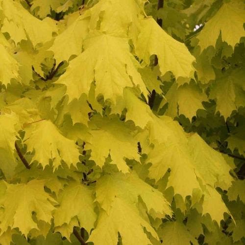 Acer platanoides Princeton Gold