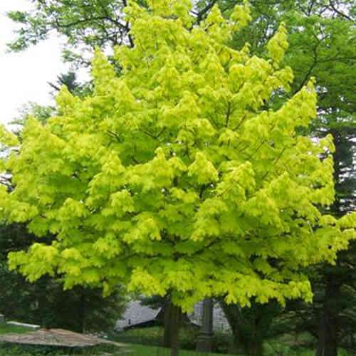 Acer platanoides Princeton Gold