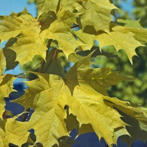 Acer platanoides Princeton Gold