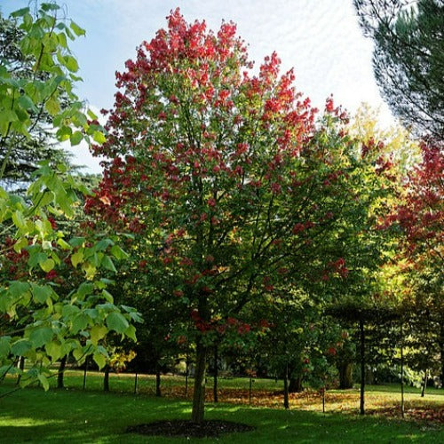 Acer rubrum October Glory