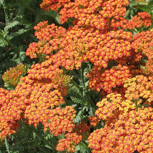 Achillea millefolium Terracotta