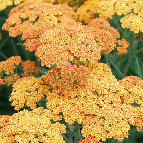 Achillea millefolium Terracotta