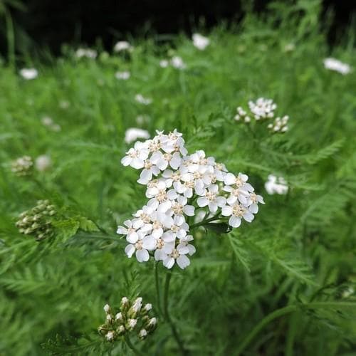 Achillea millefolium - Future Forests