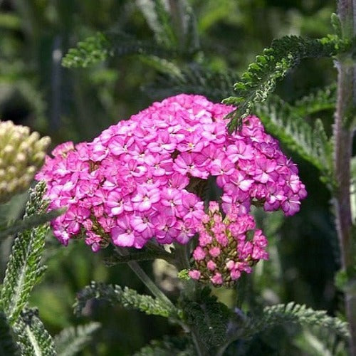 Achillea millefolium Apple Blossom