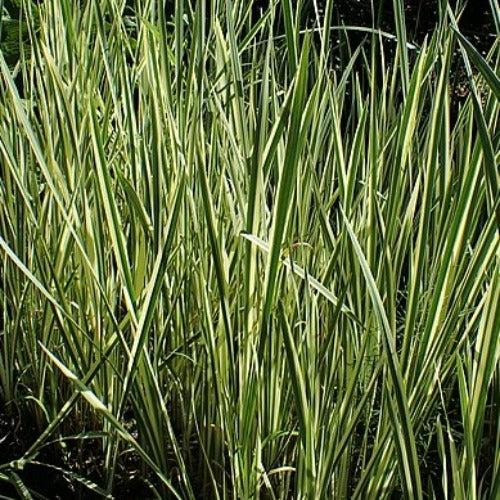 Acorus calamus Variegatus