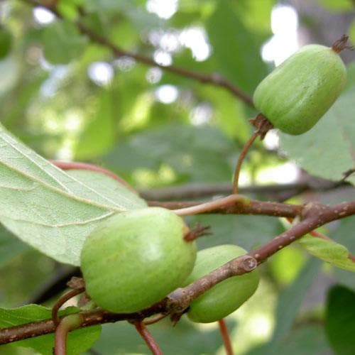 Actinidia Kolomikta - Future Forests