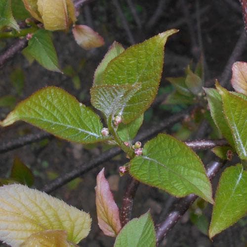 Actinidia Kolomikta - Future Forests