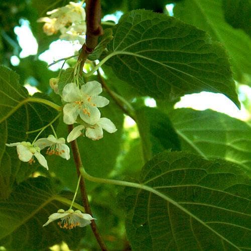 Actinidia Kolomikta - Future Forests