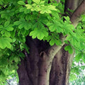 Aesculus hippocastanum - Horse Chestnut Bareroot | 1ft / Not provided