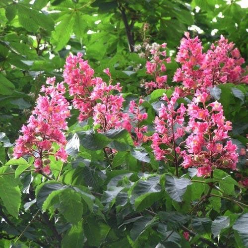 Aesculus x carnea Briotii - Future Forests