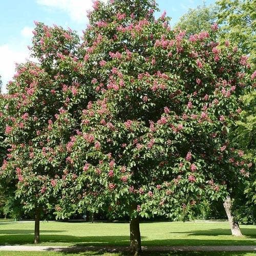 Aesculus x carnea Briotii - Future Forests