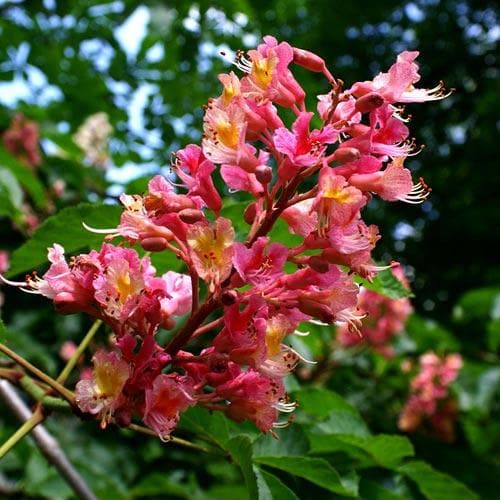 Aesculus x carnea Briotii - Future Forests