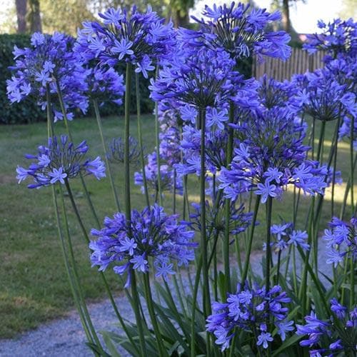 Agapanthus Dr Brouwer