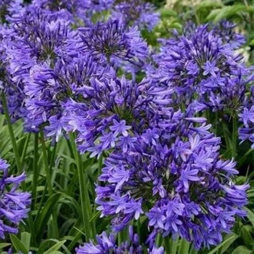 Agapanthus Dr Brouwer