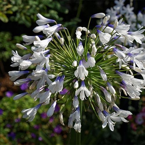 Agapanthus Enigma