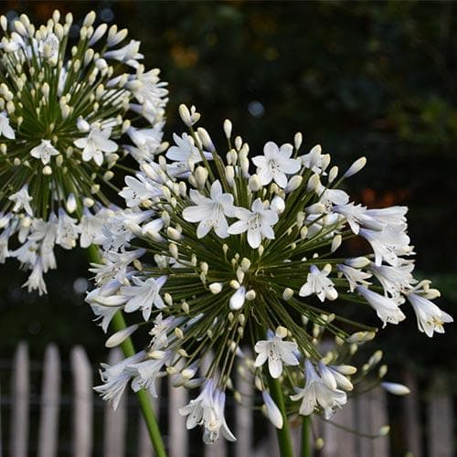 Agapanthus Enigma