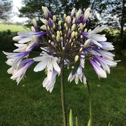 Agapanthus Fireworks