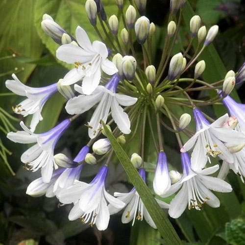 Agapanthus Fireworks