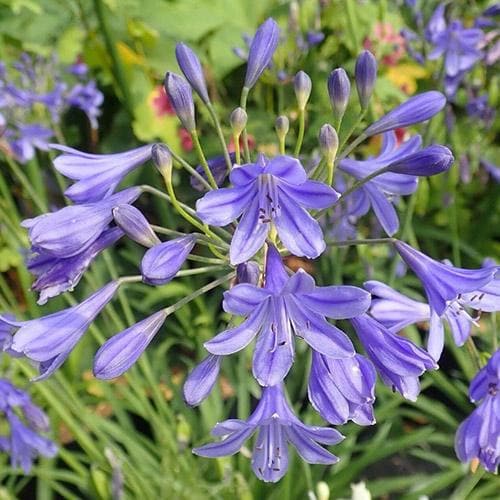 Agapanthus Lapis Lazuli