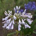 Agapanthus Windsor Grey