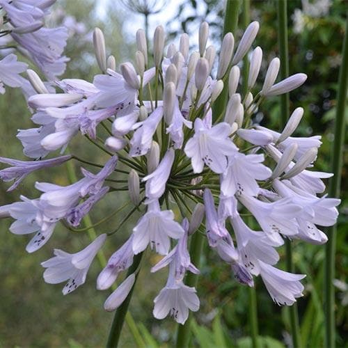 Agapanthus Windsor Grey