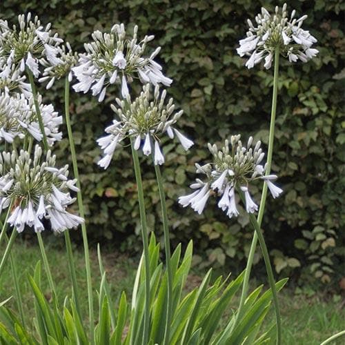 Agapanthus Windsor Grey