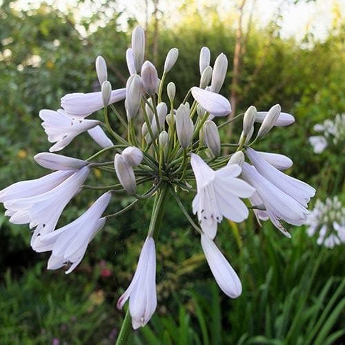 Agapanthus Windsor Grey