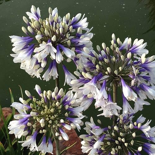 Agapanthus Twister