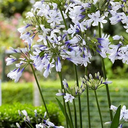 Agapanthus Twister