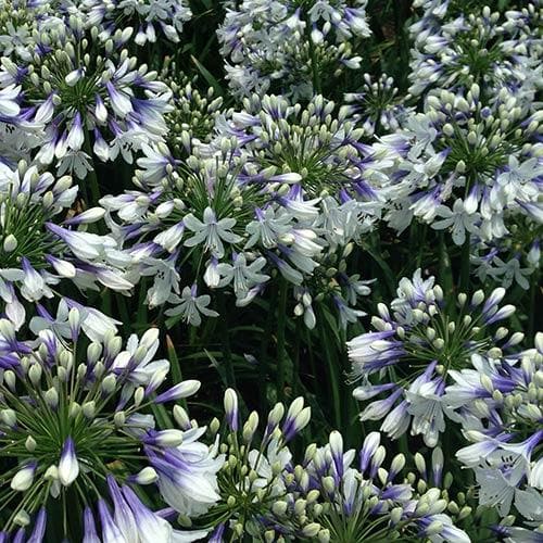 Agapanthus Twister