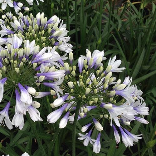 Agapanthus Twister