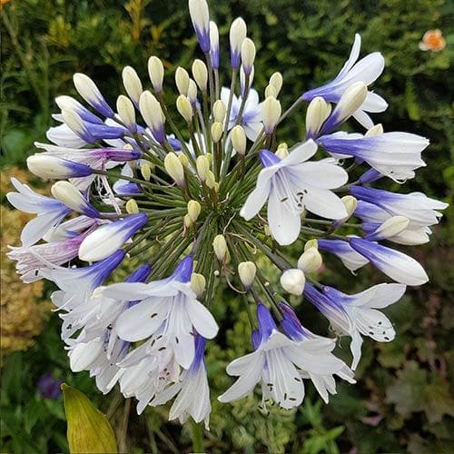 Agapanthus Twister