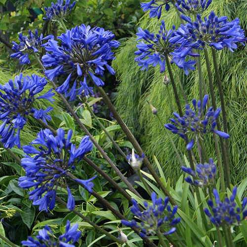 Agapanthus Brilliant Blue