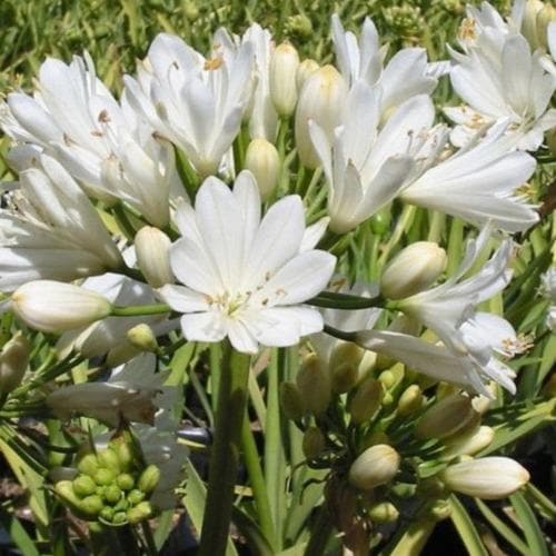 Agapanthus Double Diamond