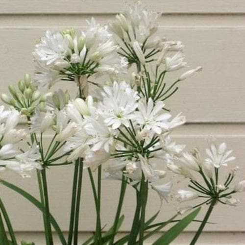 Agapanthus Double Diamond