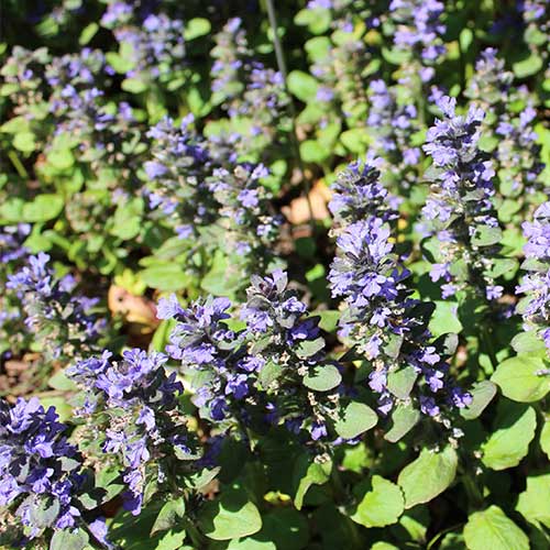 Ajuga reptans Catlin's Giant