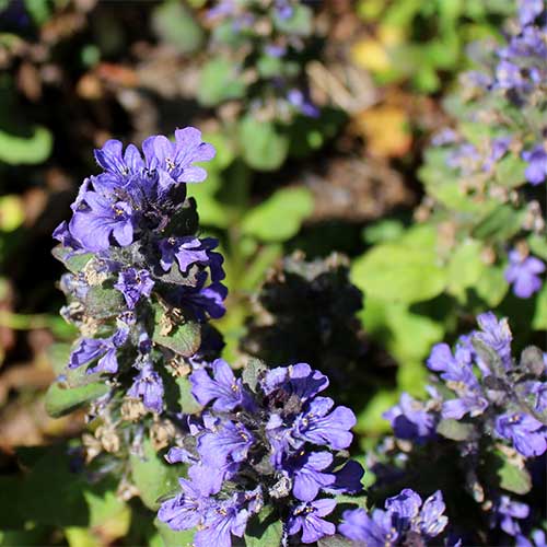 Ajuga reptans Catlin's Giant