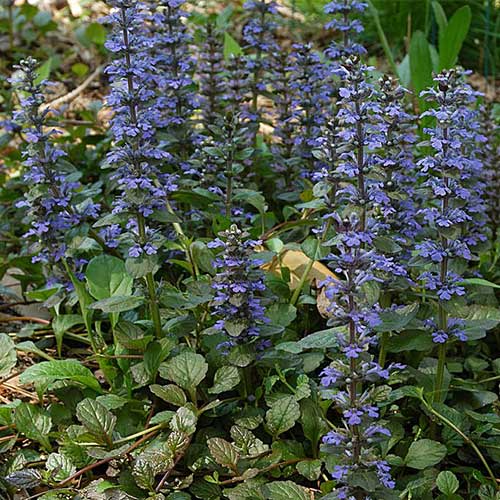 Ajuga reptans Catlin's Giant