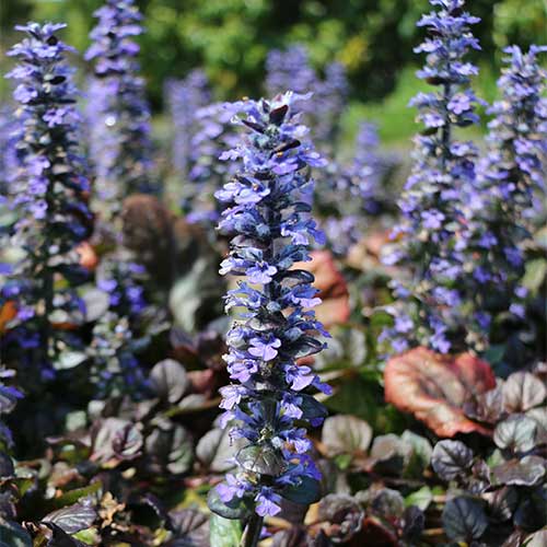 Ajuga reptans Catlin's Giant