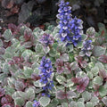 Ajuga reptans Burgundy Glow Pot | 13cm