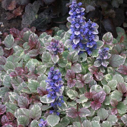 Ajuga reptans Burgundy Glow Pot | 13cm