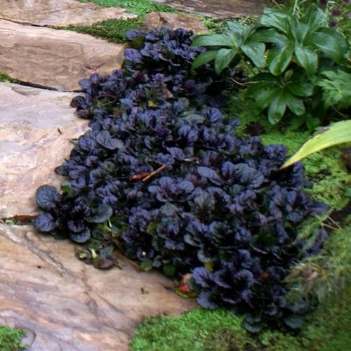 Ajuga reptans Black Scallop - Future Forests